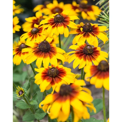 Rudbeckia 'Smileyz Big Love' – Kúpvirág