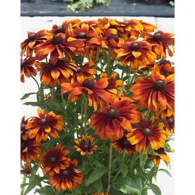 Rudbeckia 'SmileyZ Happy' – Kúpvirág