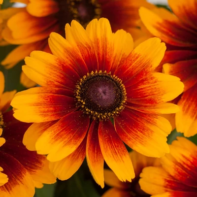 Rudbeckia 'SmileyZ Kissing' – Kúpvirág