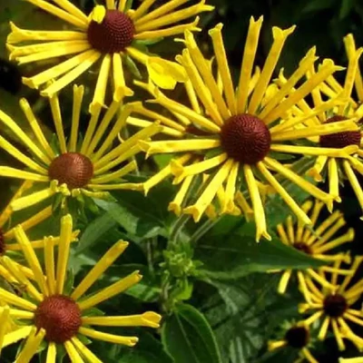 Rudbeckia subtomentosa 'Little Henry' – Kúpvirág