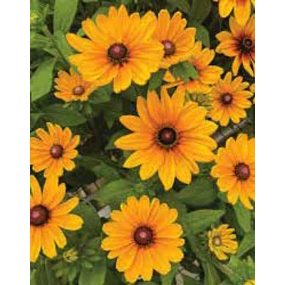 Rudbeckia 'Sunbeckia Carolina' – Kúpvirág