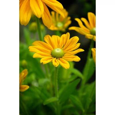 Rudbeckia 'Sunbeckia Ophelia' – Kúpvirág