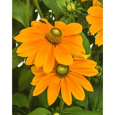 Rudbeckia 'Sunbeckia Ophelia' – Kúpvirág
