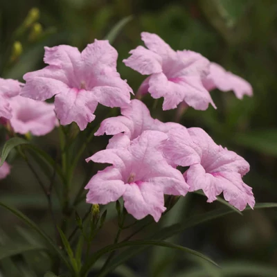 Ruellia britonniana - Mexikói petúnia (rózsaszín)