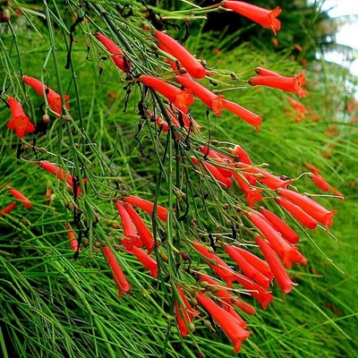 Russelia equisetiformis – Petárdavirág