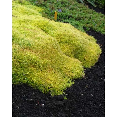 Sagina subulata 'Aurea' – Szálkás zöldhúr