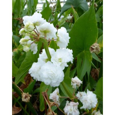 Sagittaria sagittifolia 'Flore Pleno' – Nyíllevelű nyílfű