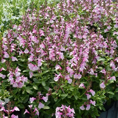 Salvia greggii 'Soft Pink' – Őszi zsálya