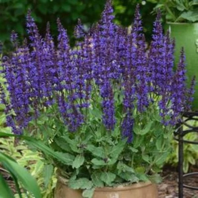 Salvia nemorosa 'Marvel Blue' – Ligeti zsálya