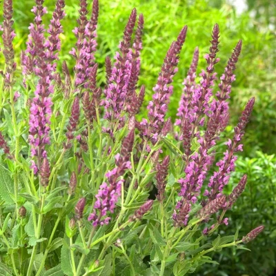Salvia nemorosa 'Synchro Pink' – Ligeti zsálya
