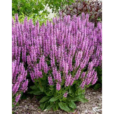 Salvia 'Back to the Fuchsia' – Hibrid zsálya