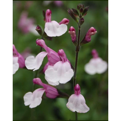 Salvia 'Dyson's Joy' – Zsálya