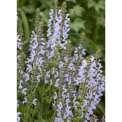 Salvia 'Fashionista Vanity Flair' – Zsálya