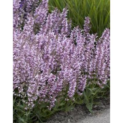 Salvia 'Feathers Flamingo' – Hibrid zsálya