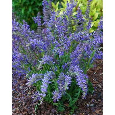 Salvia 'Feathers Peacock' – Hibrid zsálya