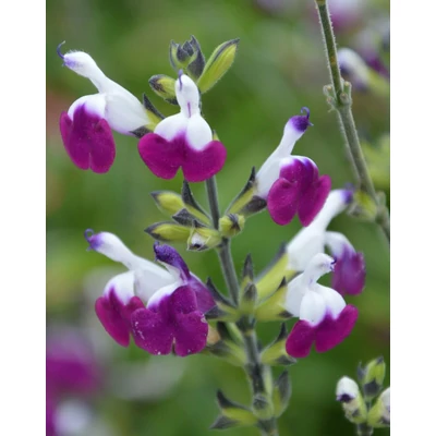 Salvia greggii 'Amethyst Lips' – Őszi zsálya