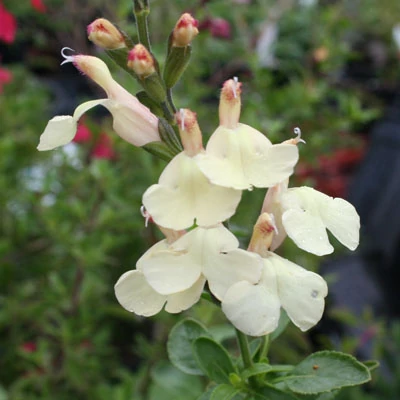 Salvia greggii 'La Luna' – Őszi zsálya