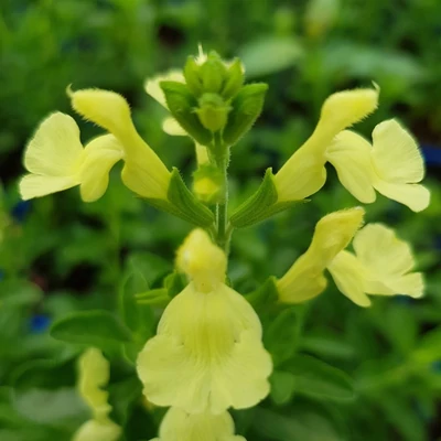 Salvia greggii 'Lemon Light' – Őszi zsálya