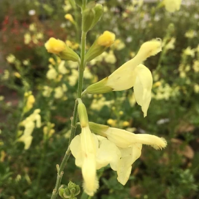 Salvia greggii 'Sungold' – Őszi zsálya