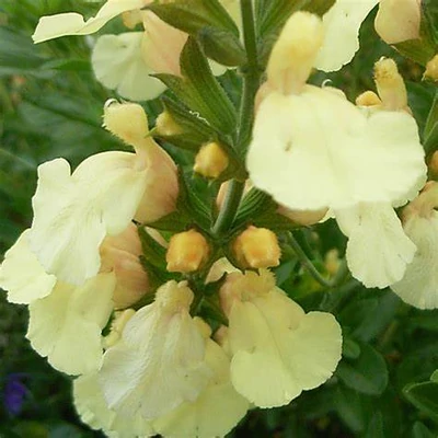 Salvia greggii 'Yellow' – Őszi zsálya