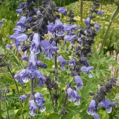 Salvia hians – Zsálya