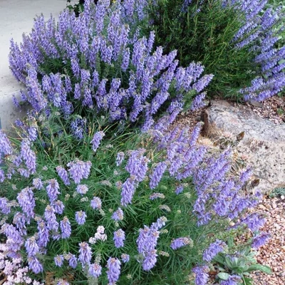 Salvia jurisicii – Zsálya (színkeverék)