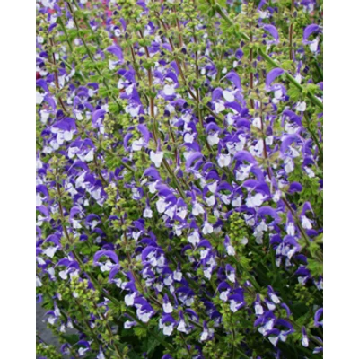 Salvia 'Madeline' - Ligeti zsálya