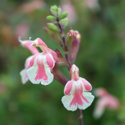 Salvia microphylla 'Belle de Loire'® – Őszi zsálya
