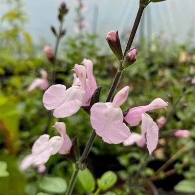 Salvia microphylla 'Delice Ondine'® – Őszi zsálya