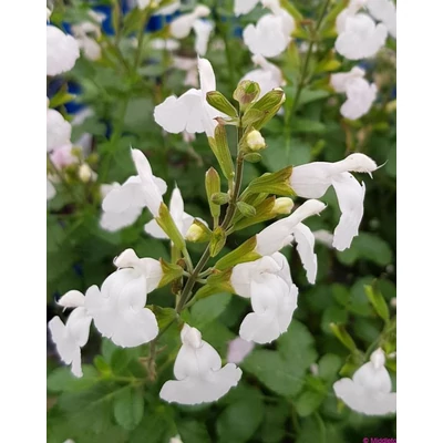 Salvia microphylla 'Gletsjer' – Őszi zsálya
