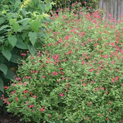 Salvia microphylla – Őszi zsálya