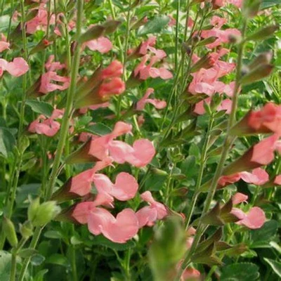 Salvia microphylla 'Ribambelle' – Őszi zsálya