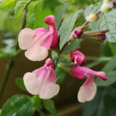 Salvia microphylla 'Shell Dancer'® – Őszi zsálya