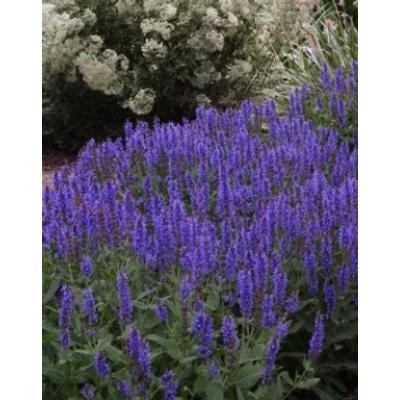 Salvia nemorosa 'Blauhügel' - Ligeti zsálya