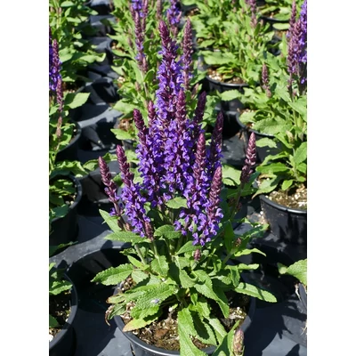 Salvia nemorosa 'Navy Blue' – Ligeti zsálya