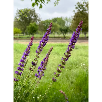 Salvia nemorosa 'Ostfriesland' – Ligeti zsálya