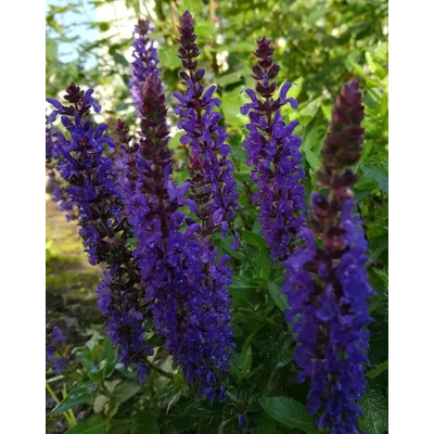 Salvia nemorosa 'Salute Deep Blue' – Ligeti zsálya