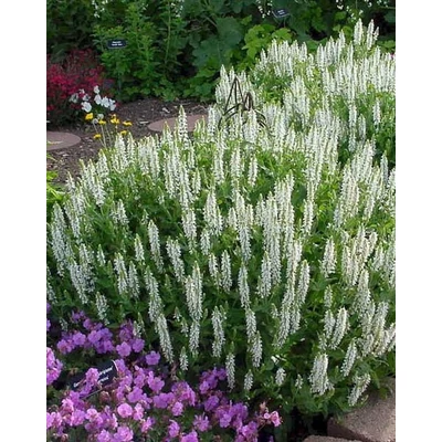 Salvia nemorosa 'Salute White' – Ligeti zsálya
