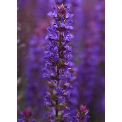 Salvia nemorosa 'Salvatore Blue' – Ligeti zsálya