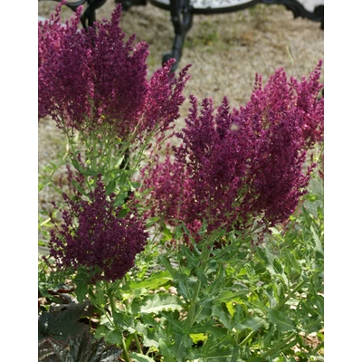Salvia nemorosa 'Schwellenburg' – Ligeti zsálya