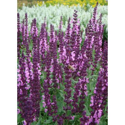 Salvia nemorosa 'Sensation Compact Bright Rose' - Ligeti zsálya