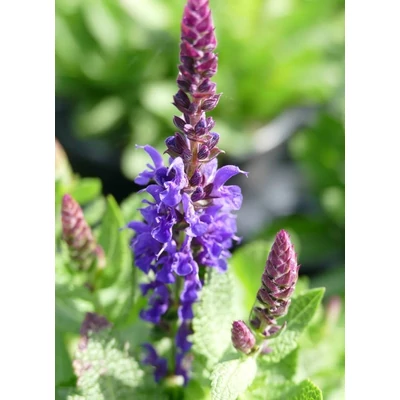 Salvia nemorosa 'Sensation Compact Deep Blue' – Zsálya