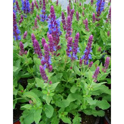 Salvia nemorosa 'Sensation Compact Sky Blue' - Ligeti zsálya