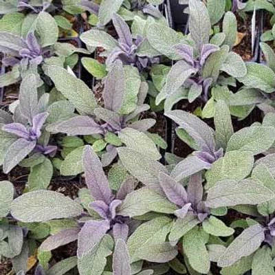 Salvia officinalis 'Purple Beauty' – Orvosi zsálya