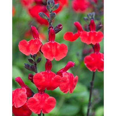 Salvia 'Royal Bumble' – Őszi zsálya