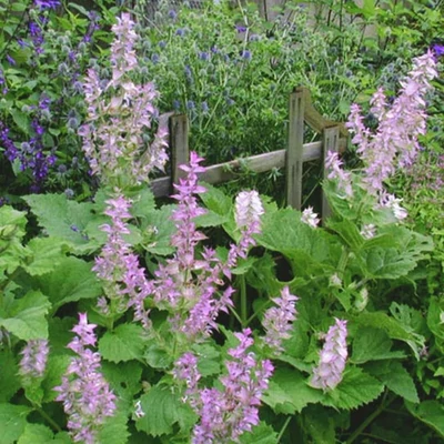 Salvia sclarea – Muskotályzsálya