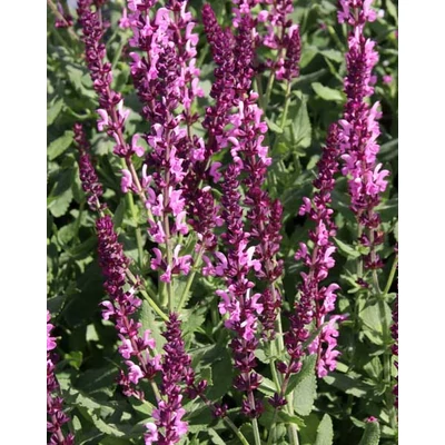 Salvia x superba 'Merleau Rose' – Ligeti zsálya