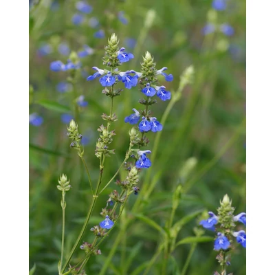 Salvia uliginosa – Mocsári zsálya