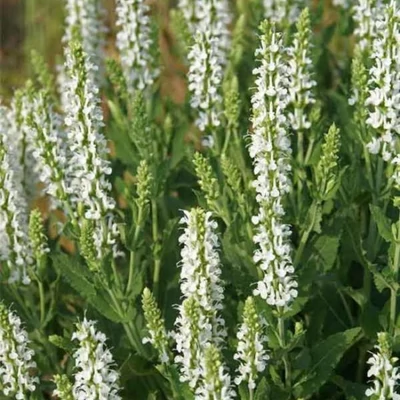 Salvia verticillata 'Alba' – Lózsálya
