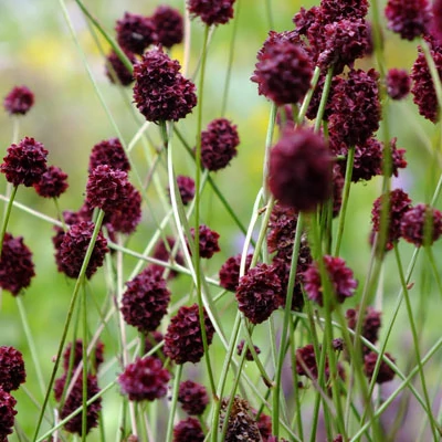 Sanguisorba 'Chocolate Tip' – Vérfű